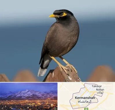 فروش مرغ مینا در کرمانشاه