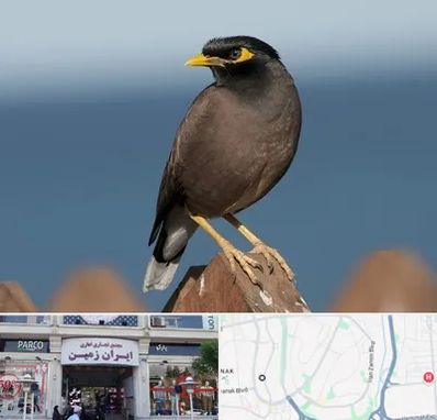 فروش مرغ مینا در ایران زمین