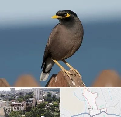 فروش مرغ مینا در اوین