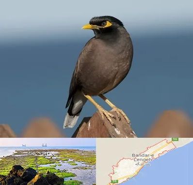 فروش مرغ مینا در بندرلنگه