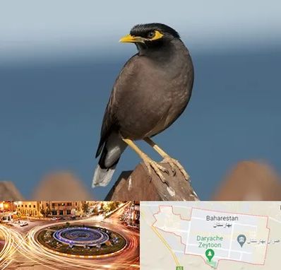 فروش مرغ مینا در بهارستان