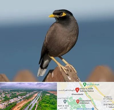 فروش مرغ مینا در قصرالدشت شیراز 