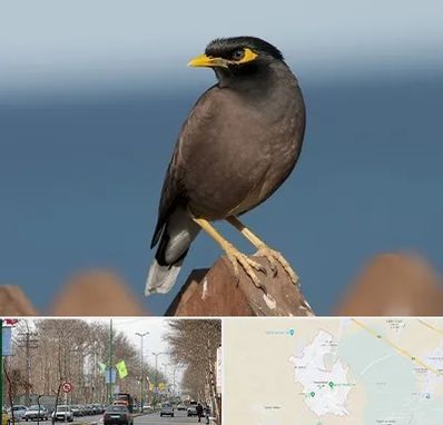 فروش مرغ مینا در نظرآباد کرج 