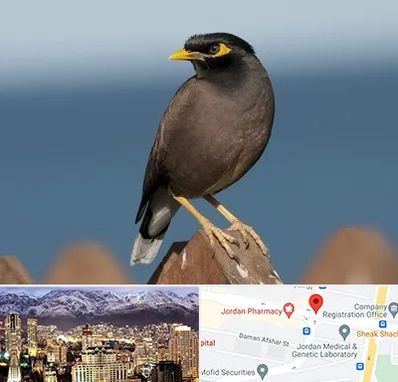 فروش مرغ مینا در جردن 