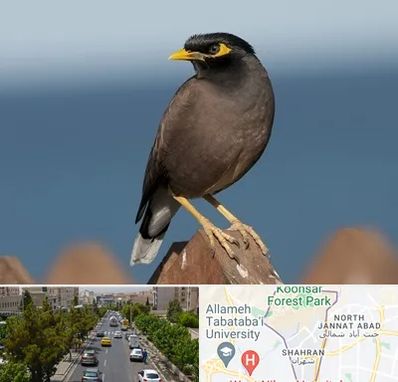 فروش مرغ مینا در شهران 