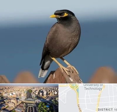 فروش مرغ مینا در استاد معین 