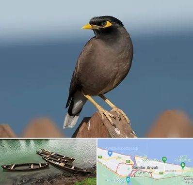 فروش مرغ مینا در بندر انزلی