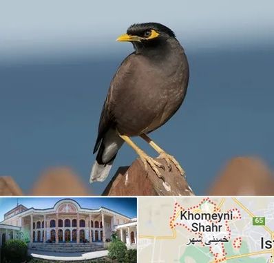 فروش مرغ مینا در خمینی شهر