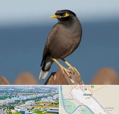 فروش مرغ مینا در آبادان