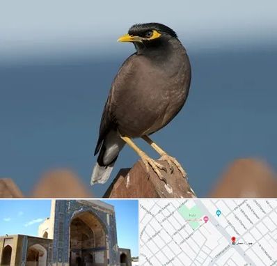 فروش مرغ مینا در مصلی مشهد