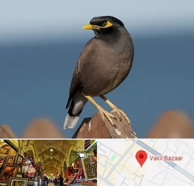 فروش مرغ مینا در بازار وکیل شیراز