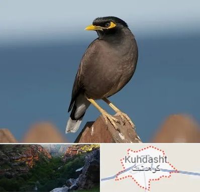 فروش مرغ مینا در کوهدشت