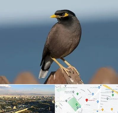 فروش مرغ مینا در هنگام 