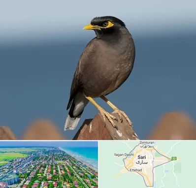 فروش مرغ مینا در ساری