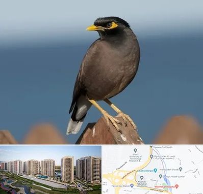 فروش مرغ مینا در المپیک 