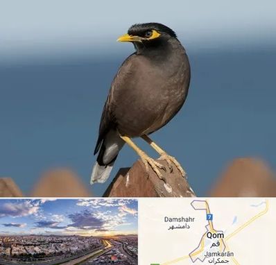 فروش مرغ مینا در قم