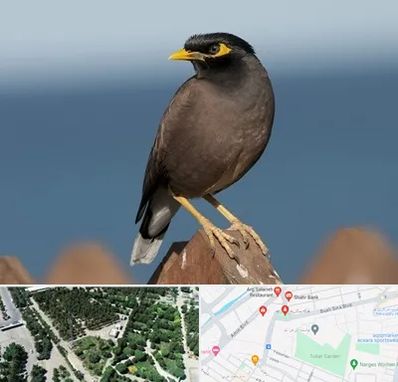 فروش مرغ مینا در سالاریه قم