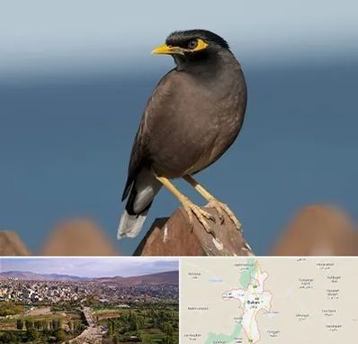 فروش مرغ مینا در بوکان