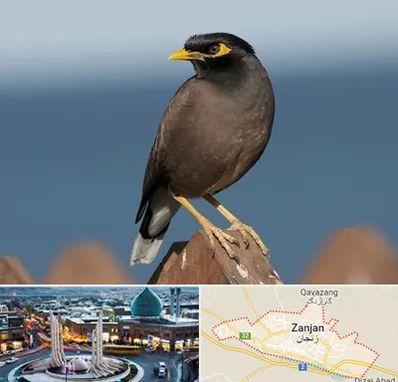 فروش مرغ مینا در زنجان