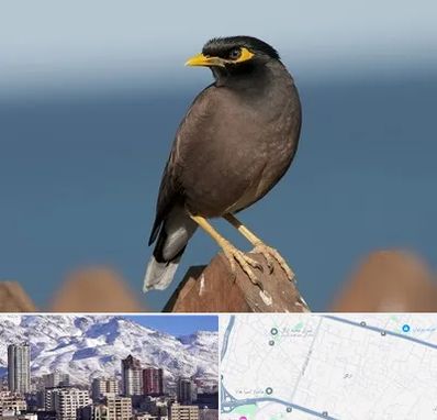 فروش مرغ مینا در ازگل