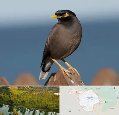 فروش مرغ مینا در بهبهان