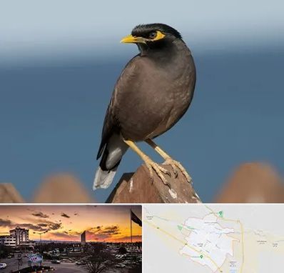 فروش مرغ مینا در قوچان