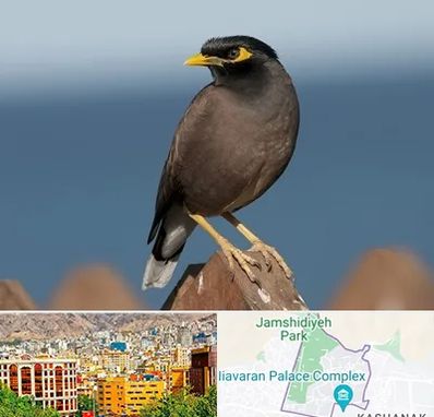 فروش مرغ مینا در نیاوران 