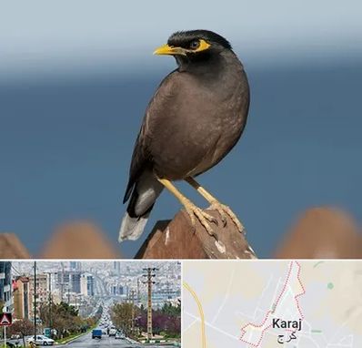 فروش مرغ مینا در گوهردشت کرج 