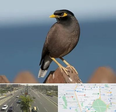 فروش مرغ مینا در منطقه 17 تهران 