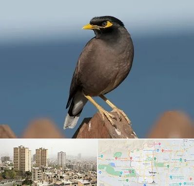 فروش مرغ مینا در منطقه 5 تهران 