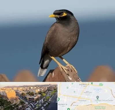 فروش مرغ مینا در تهرانپارس 