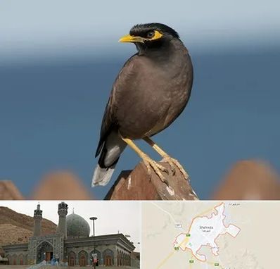 فروش مرغ مینا در شهرضا