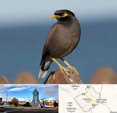 فروش مرغ مینا در تایباد