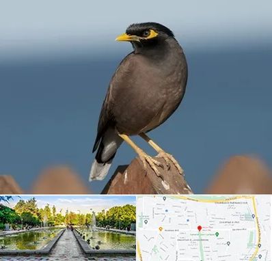 فروش مرغ مینا در سرسبز 