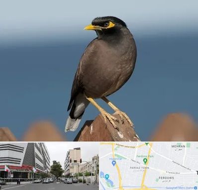 فروش مرغ مینا در بلوار فردوس 