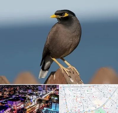 فروش مرغ مینا در منظریه رشت 