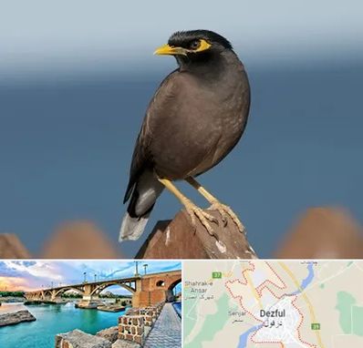 فروش مرغ مینا در دزفول