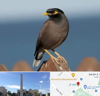 فروش مرغ مینا در فلکه گاز شیراز 