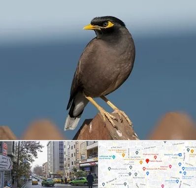 فروش مرغ مینا در فاطمی 