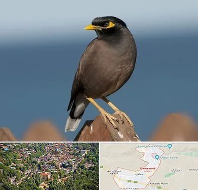 فروش مرغ مینا در دماوند