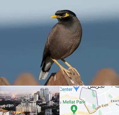 فروش مرغ مینا در الهیه 