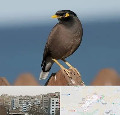 فروش مرغ مینا در محمد شهر کرج 