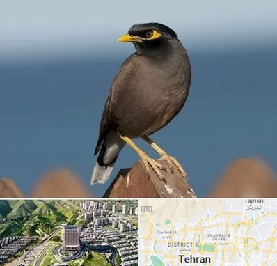 فروش مرغ مینا در شمال تهران 