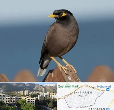 فروش مرغ مینا در اختیاریه 