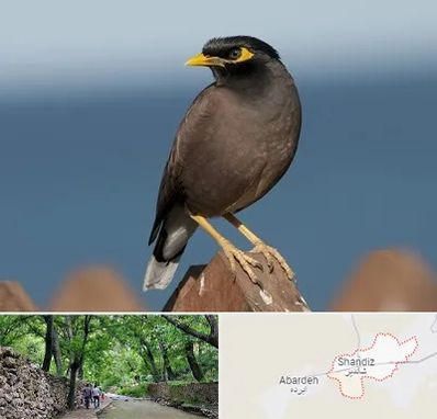 فروش مرغ مینا در شاندیز مشهد