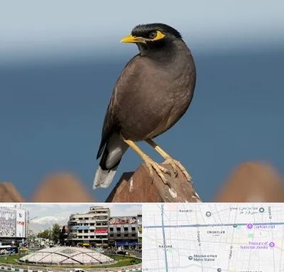 فروش مرغ مینا در مرکز تهران