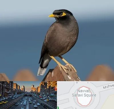 فروش مرغ مینا در نواب 