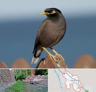 فروش مرغ مینا در سراوان