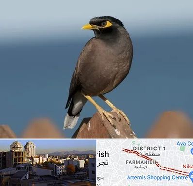 فروش مرغ مینا در فرمانیه 