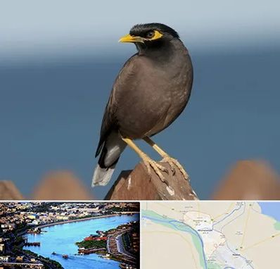 فروش مرغ مینا در خرمشهر